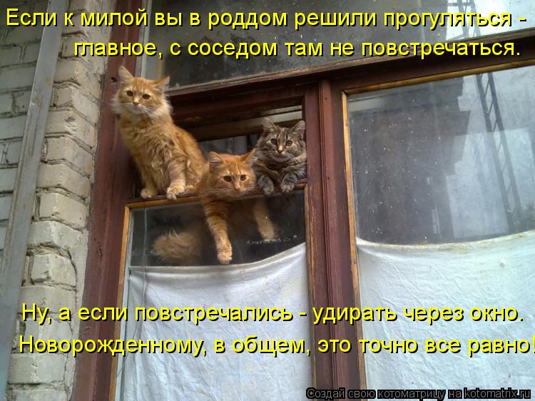 Котоматрица: Ну, а если повстречались - удирать через окно.  Новорожденному, в общем, это точно все равно! Если к милой вы в роддом решили прогуляться -  гла