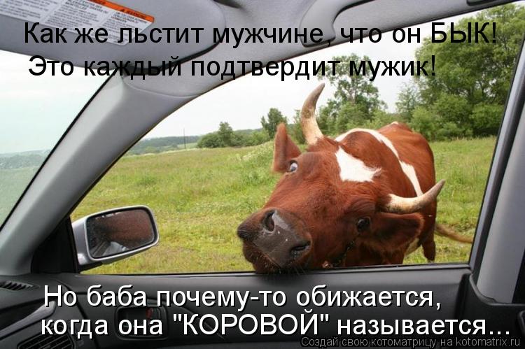Котоматрица: Как же льстит мужчине, что он БЫК! Это каждый подтвердит мужик! Но баба почему-то обижается,  когда она "КОРОВОЙ" называется...