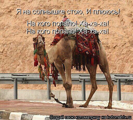 Котоматрица: Я на солнышке стою, И плююсь! На кого попало! Ха-ха-ха! На кого попало! Ха-ха-ха!