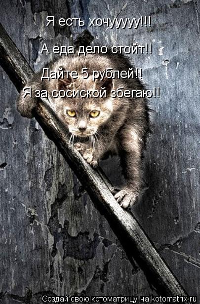 Котоматрица: Я есть хочууууу!!! А еда дело стойт!! Дайте 5 рублей!! Я за сосиской збегаю!!