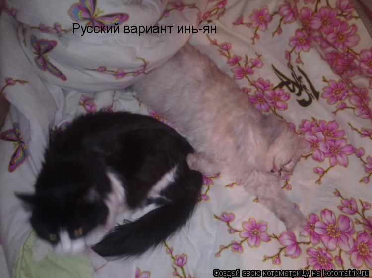 Котоматрица: Русский вариант инь-ян
