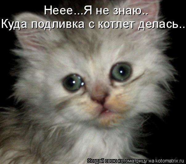 Котоматрица: Неее...Я не знаю.. Куда подливка с котлет делась...
