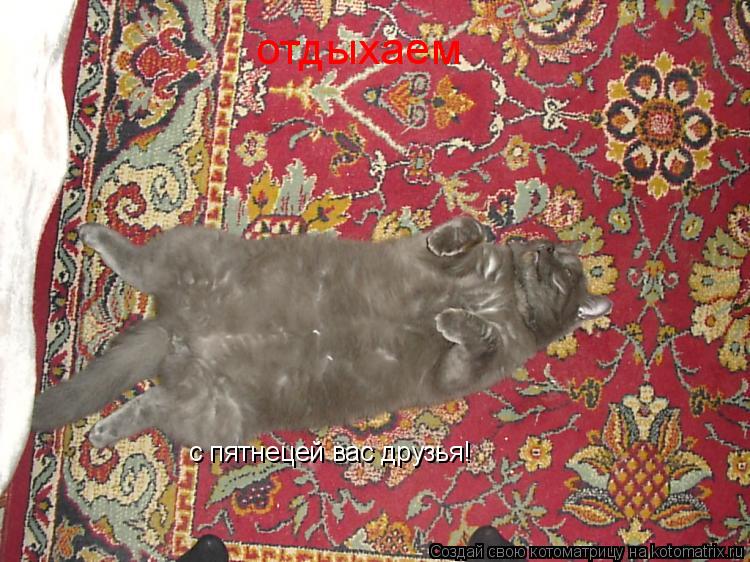 Котоматрица: с пятнецей вас друзья! отдыхаем