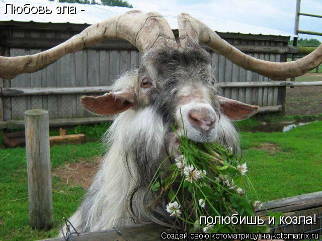 Котоматрица: Любовь зла -  полюбишь и козла!