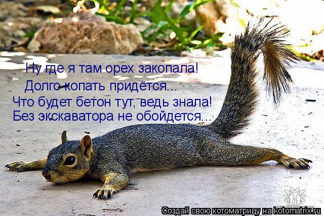 Котоматрица: Ну где я там орех закопала! Долго копать придётся... Что будет бетон тут, ведь знала! Без экскаватора не обойдется...