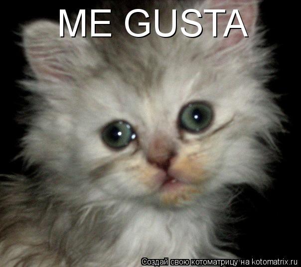 Котоматрица: ME GUSTA