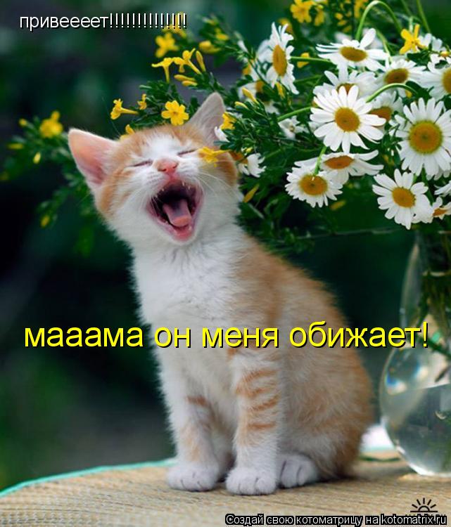 Котоматрица: мааама он меня обижает! мааама он меня обижает!