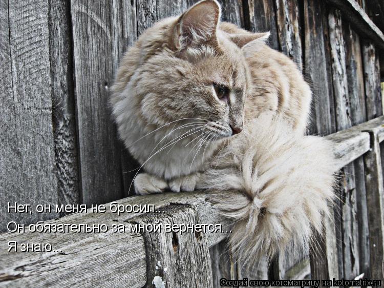 Котоматрица: Нет, он меня не бросил...  Он обязательно за мной вернется... Я знаю...