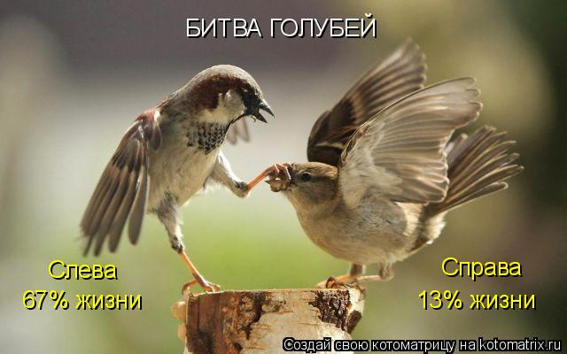 Котоматрица: Справа Слева БИТВА ГОЛУБЕЙ 67% жизни 13% жизни