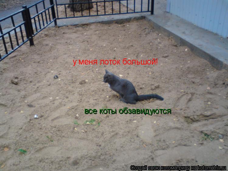 Котоматрица: все коты обзавидуются  все коты обзавидуются  у меня лоток большой!
