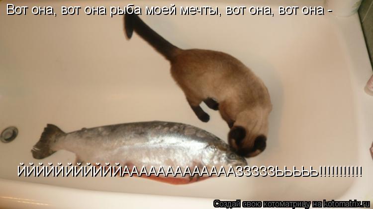 Котоматрица: Вот она, вот она рыба моей мечты, вот она, вот она -  ЙЙЙЙЙЙЙЙЙЙЙАААААААААААААЗЗЗЗЗЬЬЬЬЬ!!!!!!!!!!!