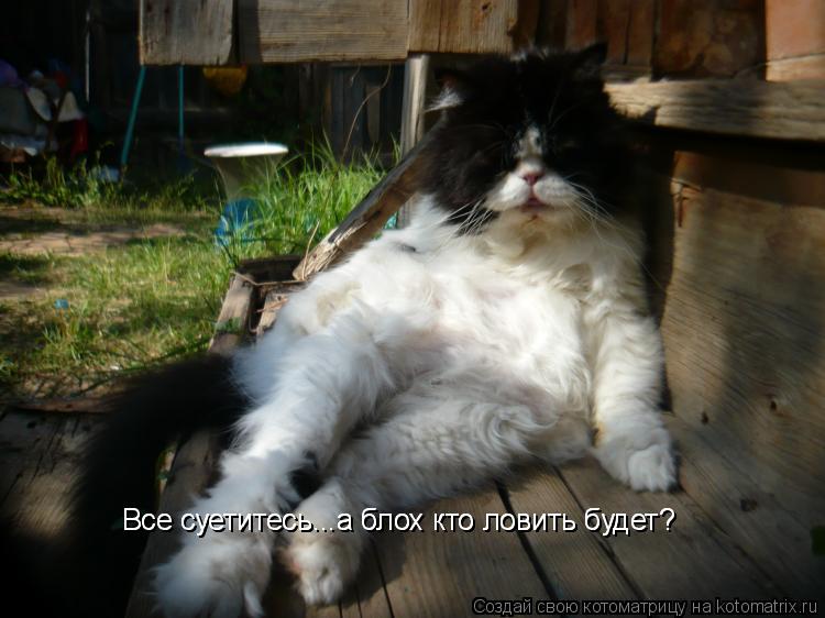 Котоматрица: Все суетитесь...а блох кто ловить будет? Все суетитесь...а блох кто ловить будет?