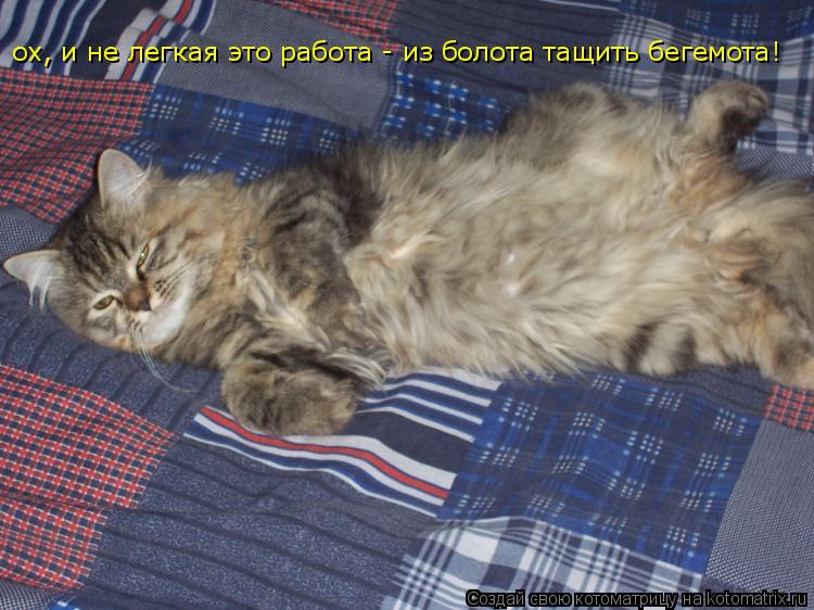 Котоматрица: ох, и не легкая это работа - из болота тащить бегемота!