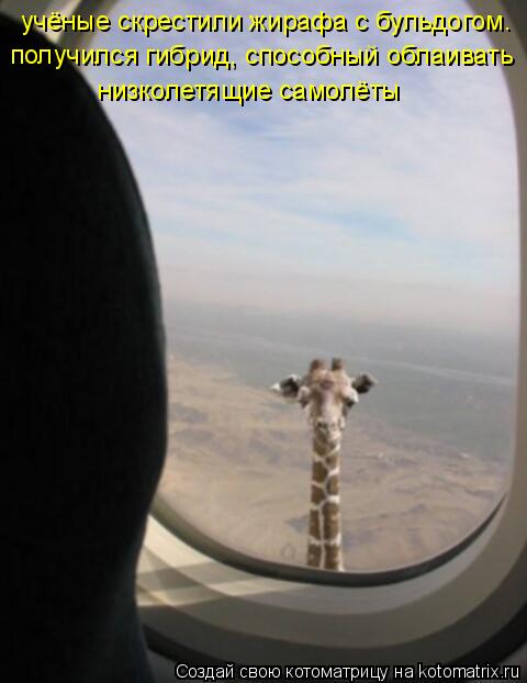 Котоматрица: учёные скрестили жирафа с бульдогом.  получился гибрид, способный облаивать  низколетящие самолёты