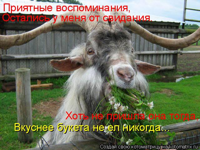 Котоматрица: Приятные воспоминания, Остались у меня от свидания. Хоть не пришла она тогда, Вкуснее букета не ел никогда...