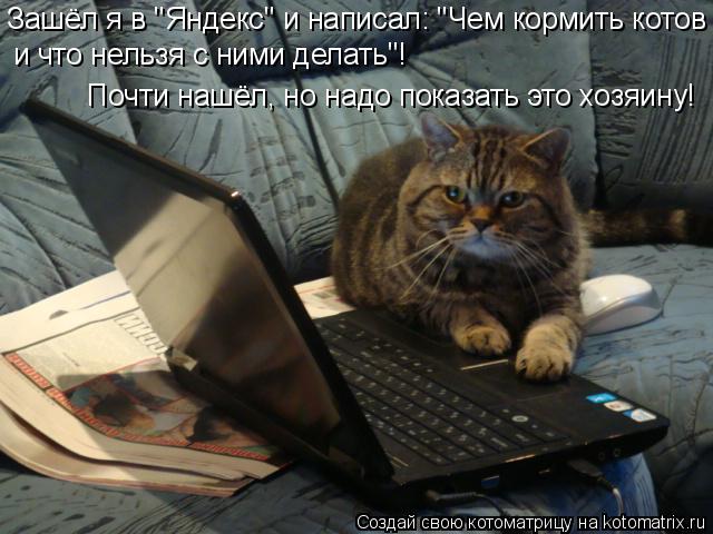 Котоматрица: Зашёл я в "Яндекс" и написал: "Чем кормить котов и что нельзя с ними делать"! Почти нашёл, но надо показать это хозяину!