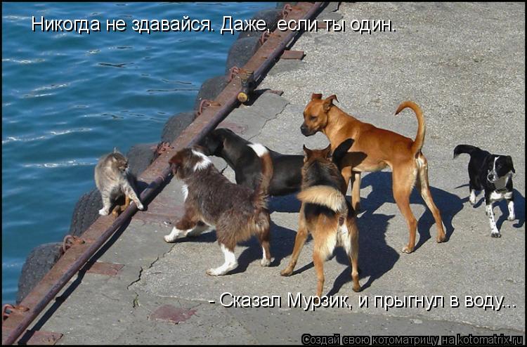 Котоматрица: Никогда не здавайся. Даже, если ты один. - Сказал Мурзик, и прыгнул в воду...