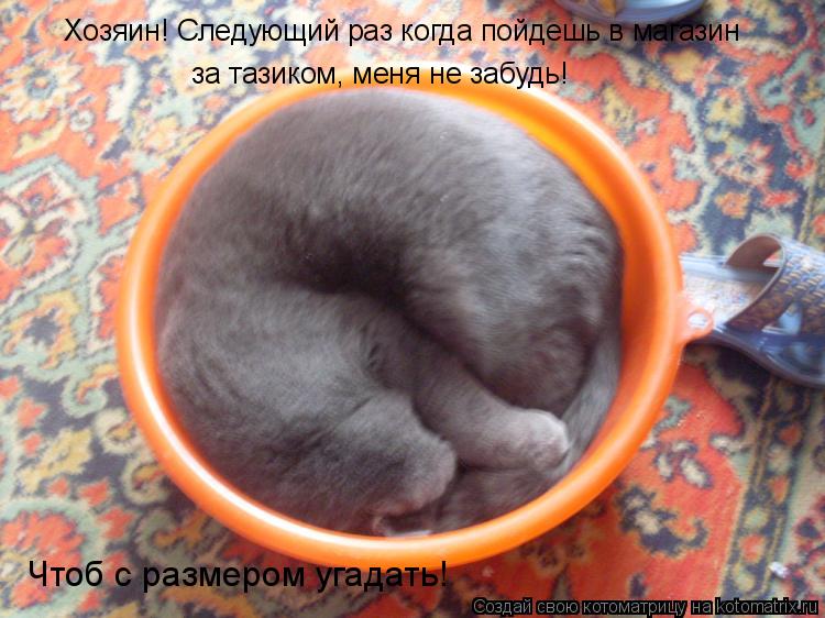 Котоматрица: Хозяин! Следующий раз когда пойдешь в магазин за тазиком, меня не забудь!  Чтоб с размером угадать!