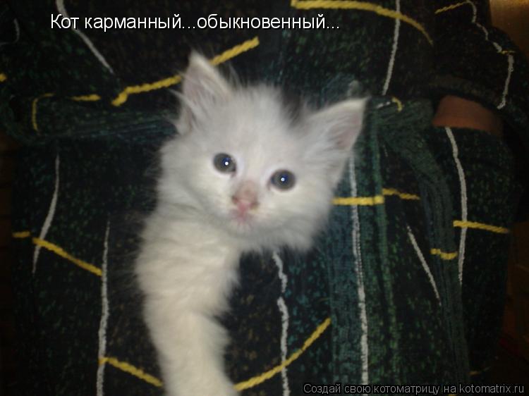Котоматрица: Кот карманный...обыкновенный...