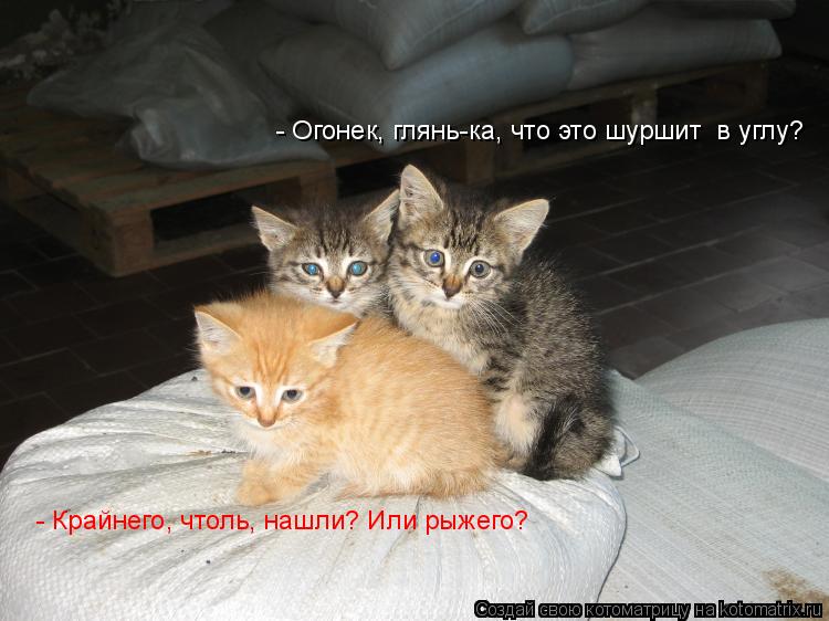 Котоматрица: - Огонек, глянь-ка, что это шуршит  в углу? - Крайнего, чтоль, нашли? Или рыжего?