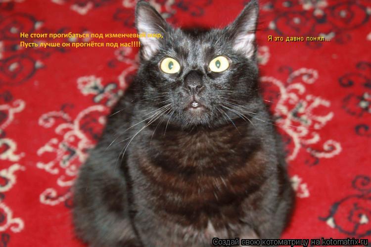 Котоматрица: Я это давно понял...