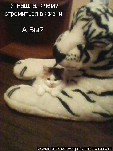Котоматрица: Я нашла, к чему стремиться в жизни. А Вы? Я нашла, к чему стремиться в жизни . А Вы?