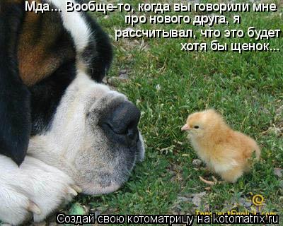 Котоматрица: Мда... Вообще-то, когда вы говорили мне  рассчитывал, что это будет про нового друга, я хотя бы щенок... хотя бы щенок...