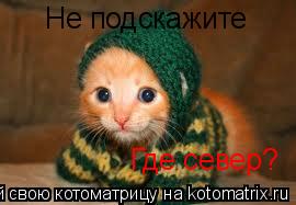 Котоматрица: Не подскажите Где север?