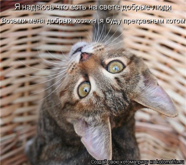 Котоматрица: Я надеюсь что есть на свете добрые люди Возьми меня добрый хозяин ,я буду прекрасным котом!