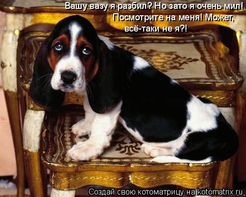 Котоматрица: Вашу вазу я разбил? Но зато я очень мил! Посмотрите на меня! Может, всё-таки не я?!