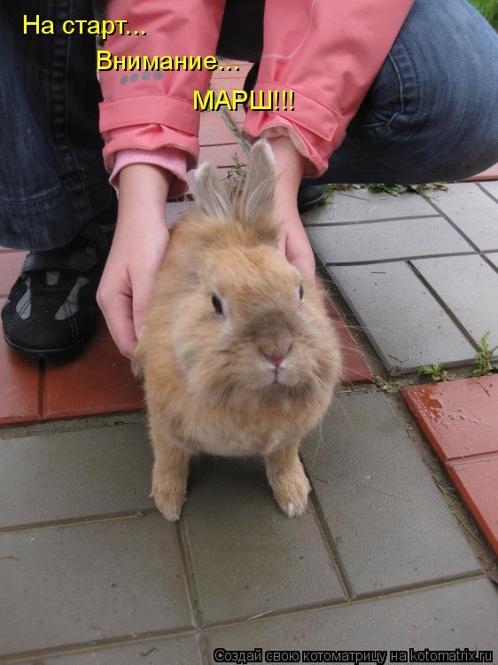Котоматрица: На старт... Внимание... МАРШ!!!