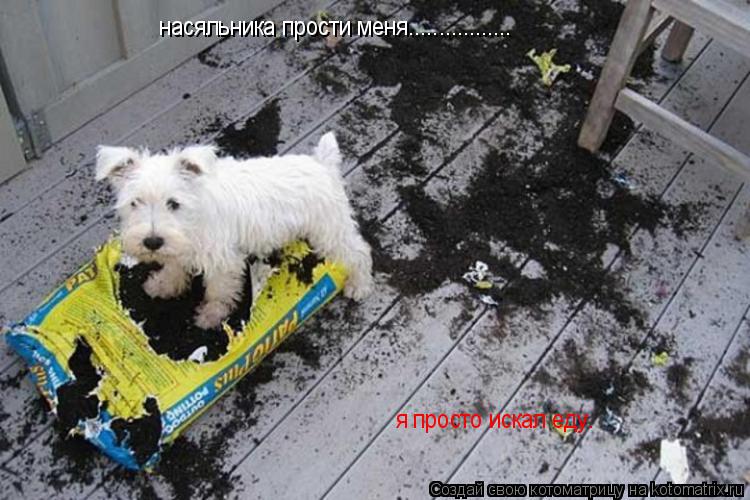 Котоматрица: насяльника прости меня................. я просто искал еду.