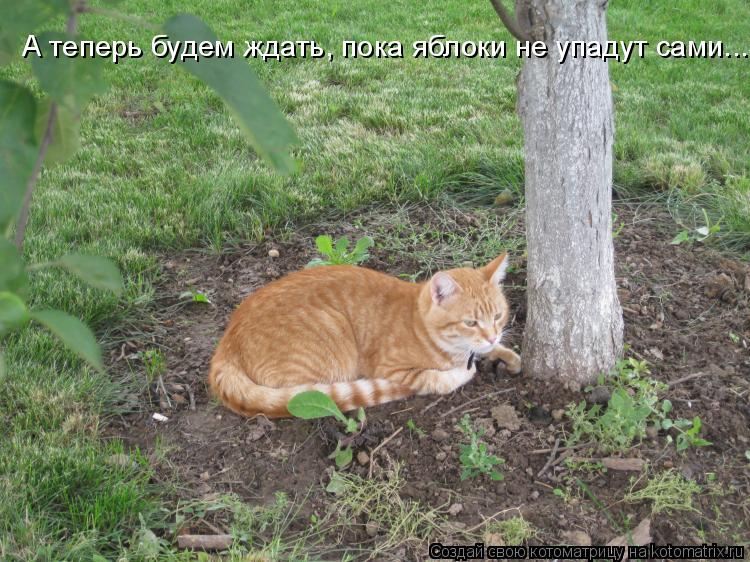 Котоматрица: А теперь будем ждать, пока яблоки не упадут сами...