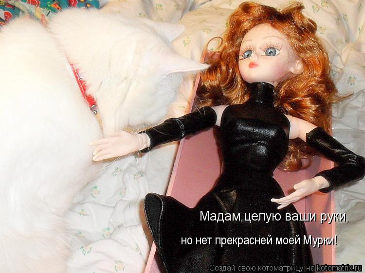 Котоматрица: Мадам,целую ваши руки, но нет прекрасней моей Мурки!