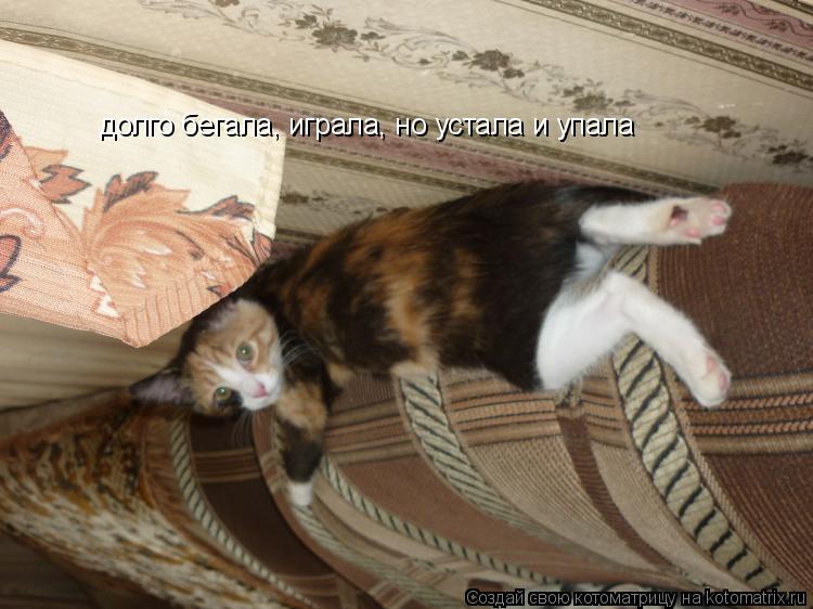 Котоматрица: долго бегала, играла, но устала и упала