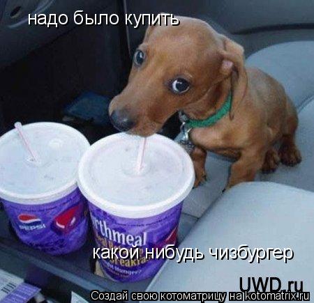 Котоматрица: надо было купить какой нибудь чизбургер
