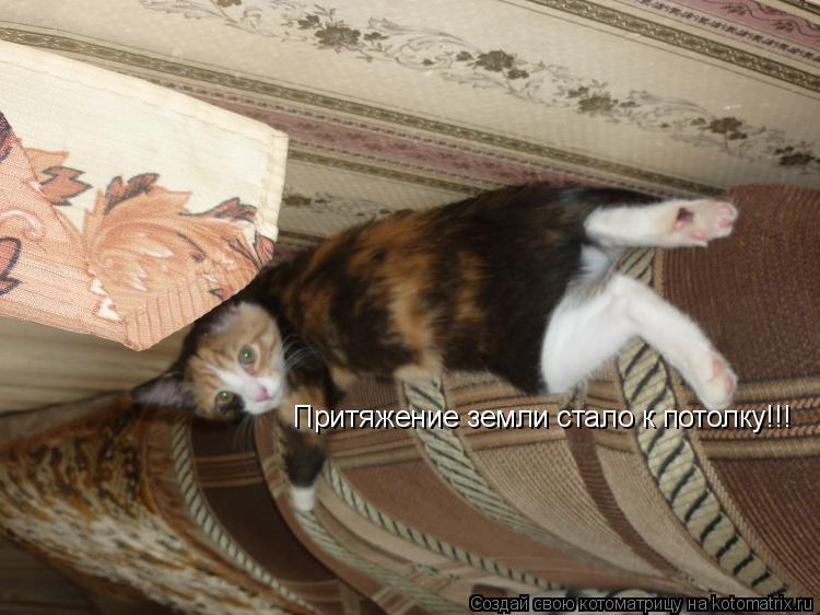 Котоматрица: Притяжение земли стало к потолку!!!