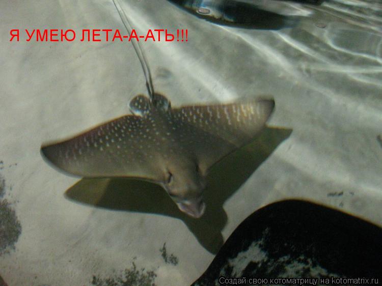 Котоматрица: Я УМЕЮ ЛЕТА-А-АТЬ!!!