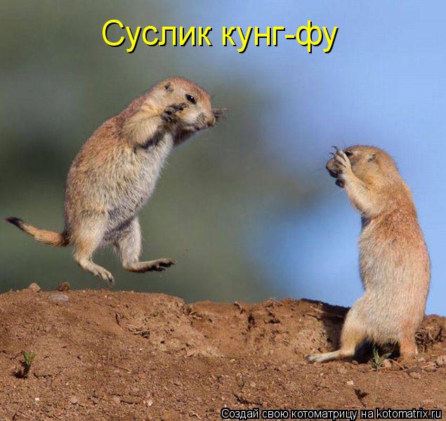 Котоматрица: Суслик кунг-фу