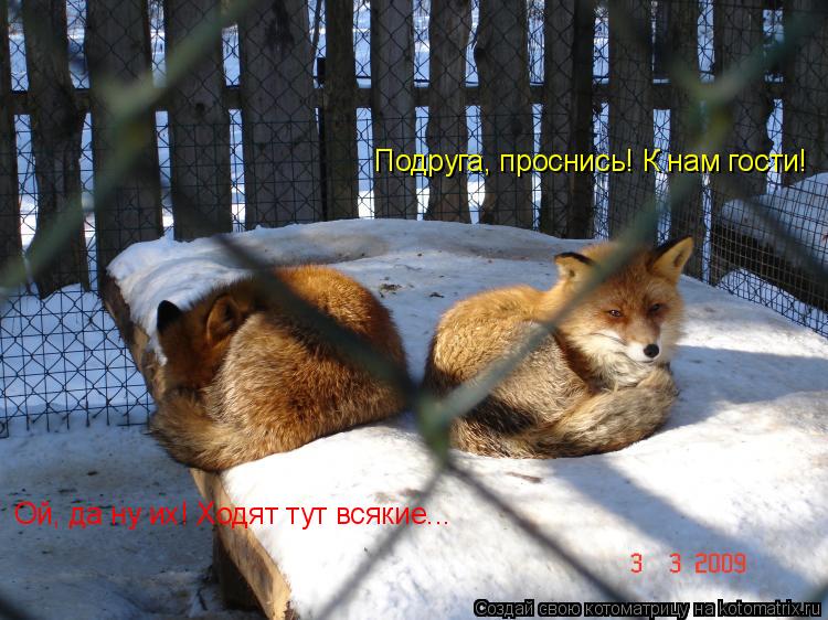 Котоматрица: Ой, да ну их! Ходят тут всякие... Подруга, проснись! К нам гости!