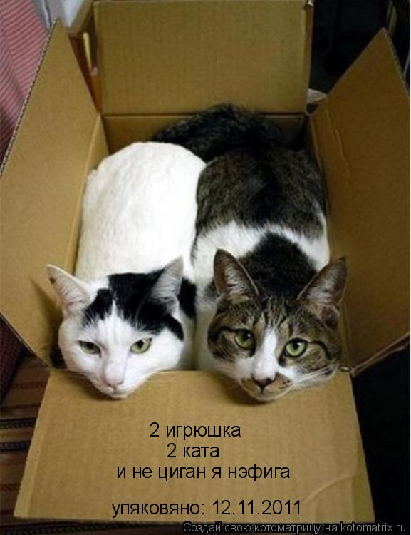 Котоматрица: 2 игрюшка 2 ката и не циган я нэфига упяковяно: 12.11.2011