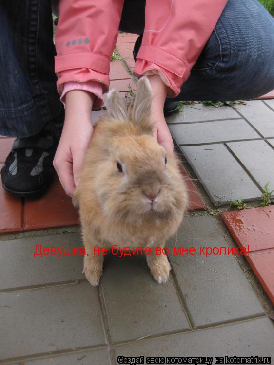 Котоматрица: Девушка, не будите во мне кролика!
