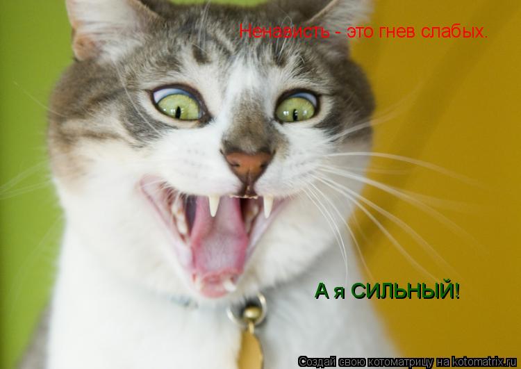Котоматрица: Ненависть - это гнев слабых. А я СИЛЬНЫЙ!