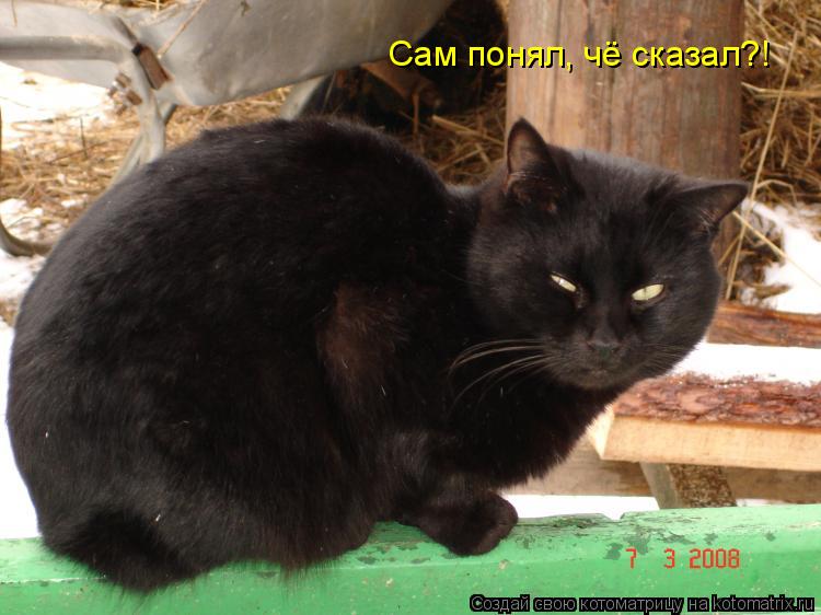 Котоматрица: Сам понял, чё сказал?!