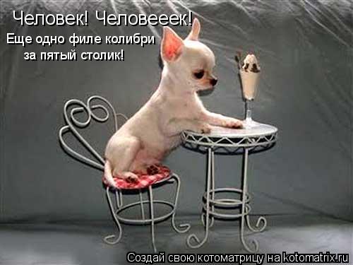 Котоматрица: Человек! Человееек! Еще одно филе колибри за пятый столик!
