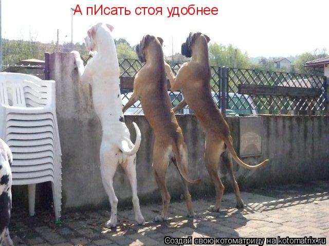 Котоматрица: А пИсать стоя удобнее