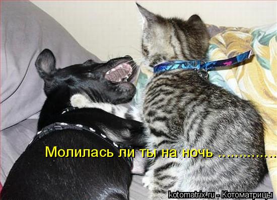 Котоматрица: Молилась ли ты на ночь ..............