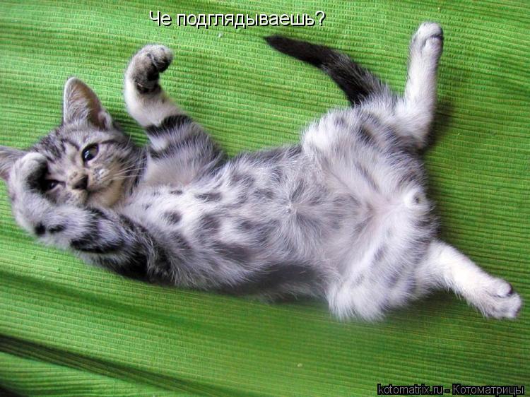 Котоматрица: Че подглядываешь?