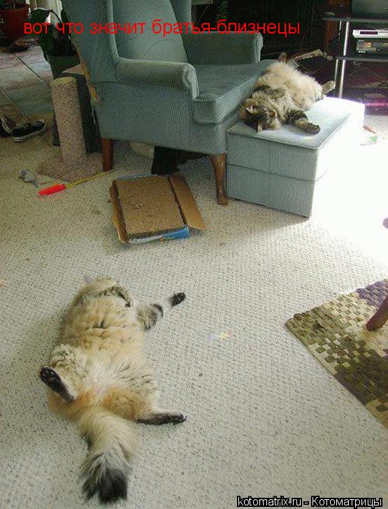 Котоматрица: вот что значит братья-близнецы