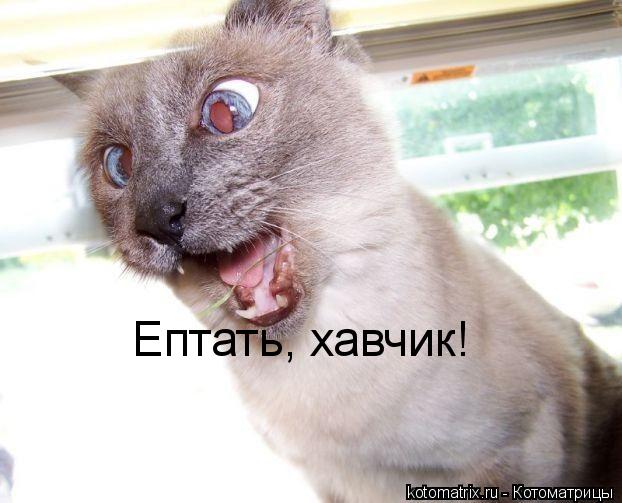 Котоматрица: Ептать, хавчик!